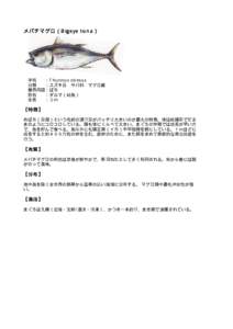 メバチマグロ（Bigeye tuna）  学名  ：Thunnus obesus 分類  ：スズキ目 サバ科 マグロ属 業界用語：ばち 別名  ：ダルマ（幼魚）