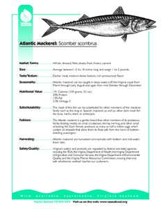 SEA Fact Sheet 2003-AMackerel