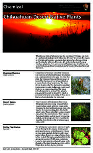 Medicinal plants / Our Lady of Guadalupe / Nolinoideae / Deserts and xeric shrublands / Ericales / Fouquieria splendens / Opuntia / Agave lechuguilla / Dasylirion wheeleri / Mexico / Flora of North America / Flora