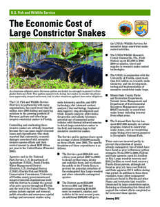 Fauna of Asia / Burmese Python / Everglades National Park / Key Largo Woodrat / American alligator / Snake / Wildlife regulations in Florida / Burmese Pythons in Florida / Florida / Herpetology / Everglades