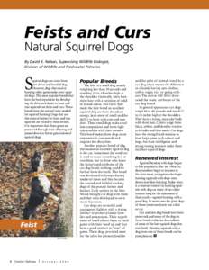 Feists and Curs Natural Squirrel Dogs By David K. Nelson, Supervising Wildlife Biologist, Division of Wildlife and Freshwater Fisheries  S
