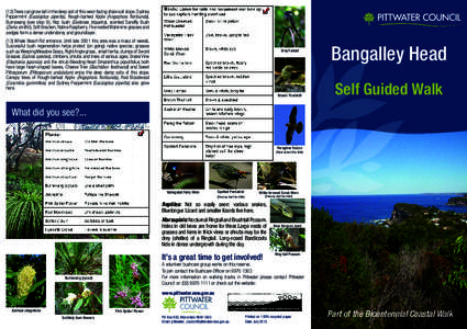 Botany / Ornamental trees / Trees of Australia / Banksia / Eucalyptus / Banksia aemula / Royal National Park / Flora of New South Wales / Flora of Australia / Eudicots
