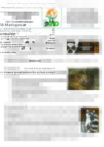 Lemurs / Conservation / Madagascar Fauna Group / Madagascar / Durrell Wildlife Conservation Trust / Jersey Zoological Park / Ranomafana National Park / Lake Alaotra / Habitat conservation / Earth / Environment / Africa