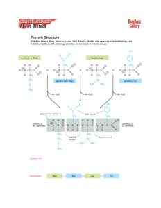 Protein Structure ©1998 by Alberts, Bray, Johnson, Lewis, Raff, Roberts, Walter . http://www.essentialcellbiology.com Published by Garland Publishing, a member of the Taylor & Francis Group.  OH