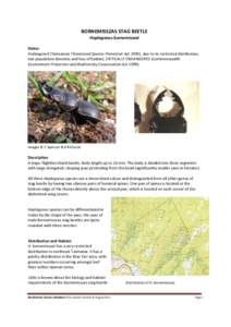 BORNEMISSZAS STAG BEETLE Hoplogonus bornemisszai Status Endangered (Tasmanian Threatened Species Protection Act 1995), due to its restricted distribution, low population densities and loss of habitat; CRITICALLY ENDANGER