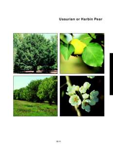 Ussurian or Harbin Pear  slide 46a