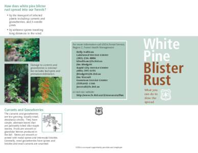 How does white pine blister rust spread into our forests? • by the transport of infected plants including currants and gooseberries, and 5-needle pines.