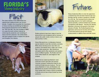 Ovis / Goat / Barbados Blackbelly sheep / Wool / Gulf Coast Native / Zoology / Sheep / Livestock