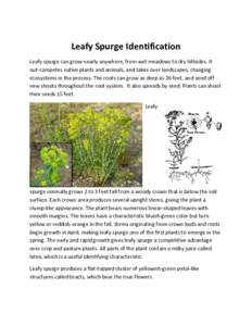 Euphorbia esula / Euphorbia / Biology / Botany / Latex / Euphorbia cyparissias / Aphthona abdominalis / Medicinal plants / Chrysomelidae / Flora