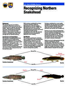 U.S. Fish & Wildlife Service  Recognizing Northern Snakehead Background The recent discovery of northern