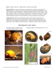 PEST: Aquatic Snails (Ex: Apple Snails, Pomacea canaliculata) BASIC PROFILE: These snails feed on aquatic plants, including ornamental pond plants and rice. In nature they are found in canals, bayous and other waterways.