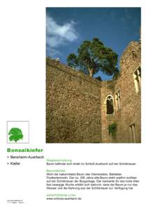 Bonsaikiefer > Bensheim-Auerbach > Kiefer Wegbeschreibung Baum befindet sich direkt im Schloß Auerbach auf der Schildmauer.