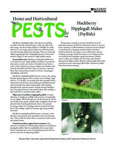 MF957 Hackberry Nipplegall Maker (Psyllids): Home and Horticultural Pests