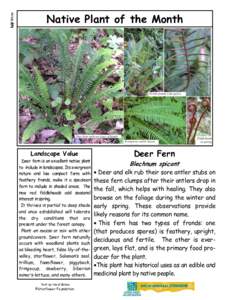 Biology / Japanese cuisine / Blechnum spicant / Fern / Fiddlehead fern / Blechnum / Frond / Botany / Pteridophyta / Plant taxonomy