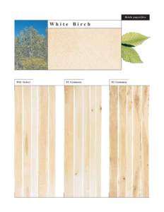 Betula papyrifera  White Birch FAS - Select