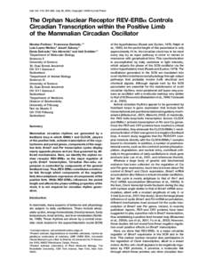 CLOCK / BMAL / Rev-ErbA / Suprachiasmatic nucleus / PER2 / Period / Circadian oscillator / Circadian rhythm / Basic helix-loop-helix / Biology / Transcription factors / ARNTL