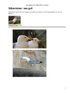 Soundalbum.de: Silbermöwe / sea gull  Silbermöwe / sea gull Silbermöwen streiten sich mit Artgenossen und Katzen um Futter vor der Tropfsteinhöhle von Arta auf Mallorca