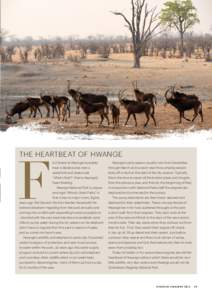 THE HEARTBEAT OF HWANGE  F irst timers to Hwange invariably