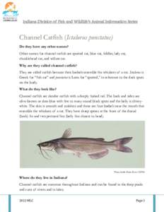 Indiana Division of Fish and Wildlife’s Animal Information Series  Channel Catfish (Ictalurus punctatus) Do they have any other names? Other names for channel catfish are spotted cat, blue cat, fiddler, lady cat, chuck