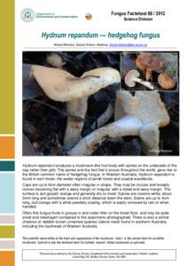 Fungus Factsheet[removed]Science Division Hydnum repandum — hedgehog fungus Richard Robinson, Science Division, Manjimup, [removed]