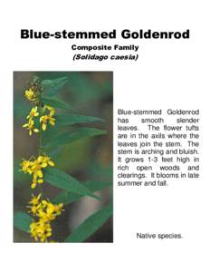 Blue-stemmed Goldenrod Composite Family (Solidago caesia)  Blue-stemmed Goldenrod