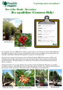 Microsoft Word - Ilex aquifolium - December.doc