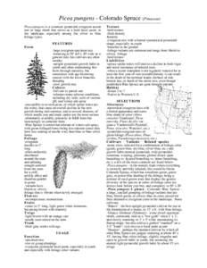 Picea pungens - Colorado Spruce (Pinaceae) ---------------------------------------------------------------------------Picea pungens is a common pyramidal evergreen accent tree or large shrub that serves as a bold focal p