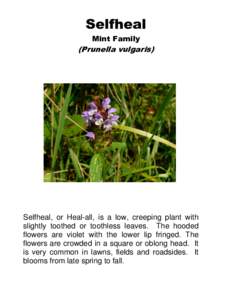 Selfheal Mint Family (Prunella vulgaris)  Selfheal, or Heal-all, is a low, creeping plant with