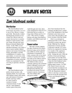 WILDLIFE NOTES Zuni bluehead sucker Distribution The Zuni bluehead sucker (Catostomus discobolus yarrowi) is one of New Mexico’s endangered fish. Historically it inhabited headwater streams in westcentral New Mexico an