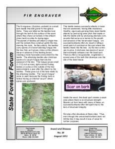 State Forester Forum  FI R E NGR AV ER The fir engraver (Scolytus ventralis) is a small bark beetle that kills grand fir throughout Idaho. Trees are killed as the beetles bore