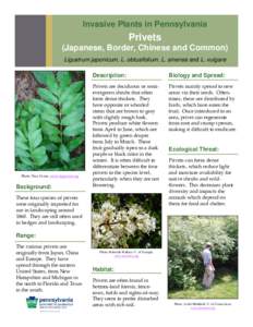 Lindera / Flora of Arkansas / Privet / Shrub / Cornus / Aronia / Flora of the United States / Ligustrum / Invasive plant species