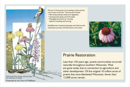 We are in the process of recreating a native prairie community at this site. This process involves: • Removing existing weeds and vegetation • Sowing prairie grass and forb seeds • Managing the prairie by mowing, s