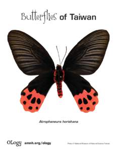 Butterflies of Taiwan  Atrophaneura horishana OLogy