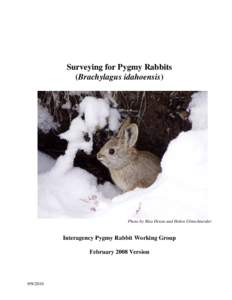 Pygmy Rabbit / Rabbit / Artemisia tridentata / Burrow / Sagebrush / Columbia Basin Pygmy Rabbit / Flora of the United States / Rabbits and hares / Zoology