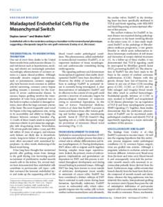 VA S C U L A R B I O LO G Y  Maladapted Endothelial Cells Flip the Mesenchymal Switch Daylon James1* and Shahin Rafi2* Endothelial cells in the neointima undergo a transition to the mesenchymal phenotype,