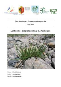 Plan d’actions – Programme Interreg IIIa Juin 2007 La littorelle - Littorella uniflora (L.) Ascherson  Classe : Dicotylédones