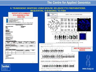 8. TRANSGENIC MAPPING USING MOUSE SPLENOCYTE PREPARATIONS: SEQUENTIAL G-BANDING TO FISH REPORT WITH SUMMARY OF G-BANDING & FISH ANALYSIS