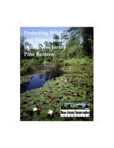 Protecting Wildlife and Water Quality in the New Jersey Pine Barrens  New Jersey Conservation