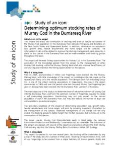 Study of an icon  Study of an icon: Determining optimum stocking rates of Murray Cod in the Dumaresq River Introduction to the project