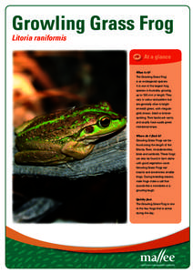 Growling Grass Frog Litoria raniformis At a glance What is it? The Growling Grass Frog