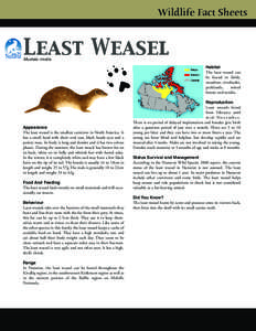 Wildlife Fact Sheets  Least Weasel Mustela nivalis  Appearance