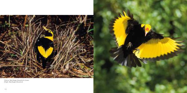 Above: Male Regent Bowerbird in bower Right: Male Regent Bowerbird