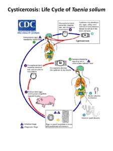 Cysticercosis: Life Cycle of Taenia solium   