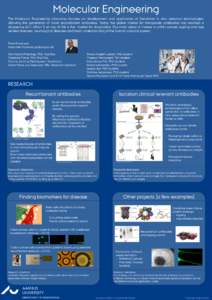 Molecular Engineering The Molecular Engineering laboratory focuses on development and application of Darwinian in vitro selection technologies, allowing the generation of novel recombinant antibodies. Today the global ma