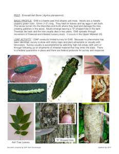 PEST: Emerald Ash Borer (Agrilus planipennis) BASIC PROFILE: EAB is a beetle pest that attacks ash trees. Adults are a metallic coppery green color, 12mm (1/2”) long. They feed on leaves and lay eggs in ash bark. The l