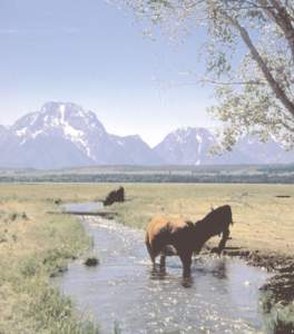 PILLAGED PRESERVES Livestock in National Parks and Wilderness Areas Andy Kerr and Mark Salvo Livestock grazing is currently permitted in thirty-two units of the national park system and, under the provisions of the 1964