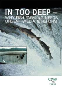 Fish farming / Salmon / Sea louse / Rainbow trout / Brown trout / Trout / Fish diseases and parasites / Aquaculture in Canada / Fish / Aquaculture / Aquaculture of salmon