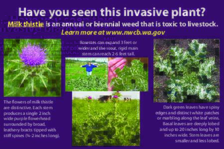 Have you seen this invasive plant?  Milk thistle is an annual or biennial weed that is toxic to livestock. Learn more at www.nwcb.wa.gov Rosettes can expand 3 feet or wider and the stout, rigid main