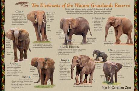 C’sar  Use this guide to become familiar with the N.C. Zoo’s pachyderms. You’ll note that the elephants are reddish in color. Elephants enjoying dusting themselves with soil and our Carolina red clay has stained th