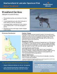 Newfoundland & Labrador Species at Risk Status: Threatened Woodland Caribou (Rangifer tarandus caribou) 